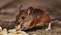 24 Hour & Emergency Exterminators in Wells, ME